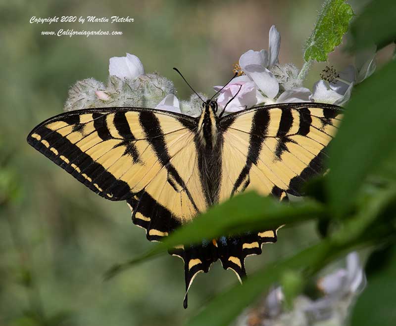 Western Tiger Swallowtail sipping nectar from Malacothamnus clementinus