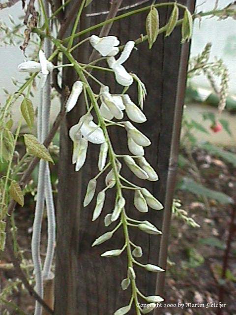 Wisteria sinensis alba, White Wisteria