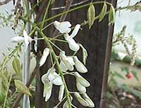 Wisteria sinensis alba, White Chinese Wisteria