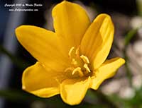 Zephyranthes cintrina, Yellow Rain Lily, Citron Zephyr Lily