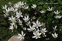 Zephranthes candida, Fairy Lily