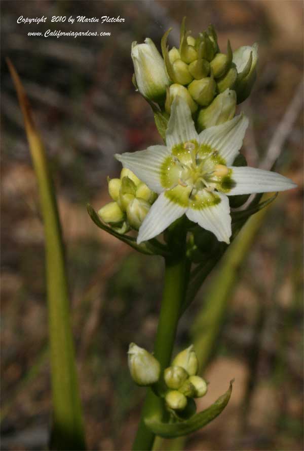 Zigadenus fremontii, Freemont's Star Lily