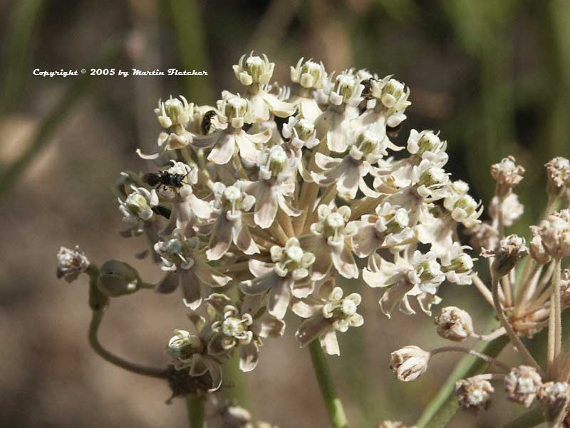 California Milkweed