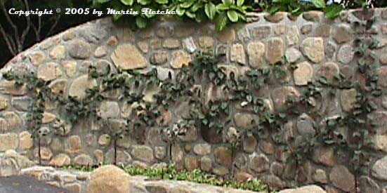 belgian fence espalier