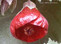 Abutilon hybridum Red, Red Chinese Lantern