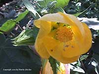 Abutilon hybridum Yellow, Yellow Chinese Lantern, Moonchimes