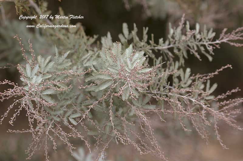 Acacia baileyana purpurea, Purple Fernleaf Acacia