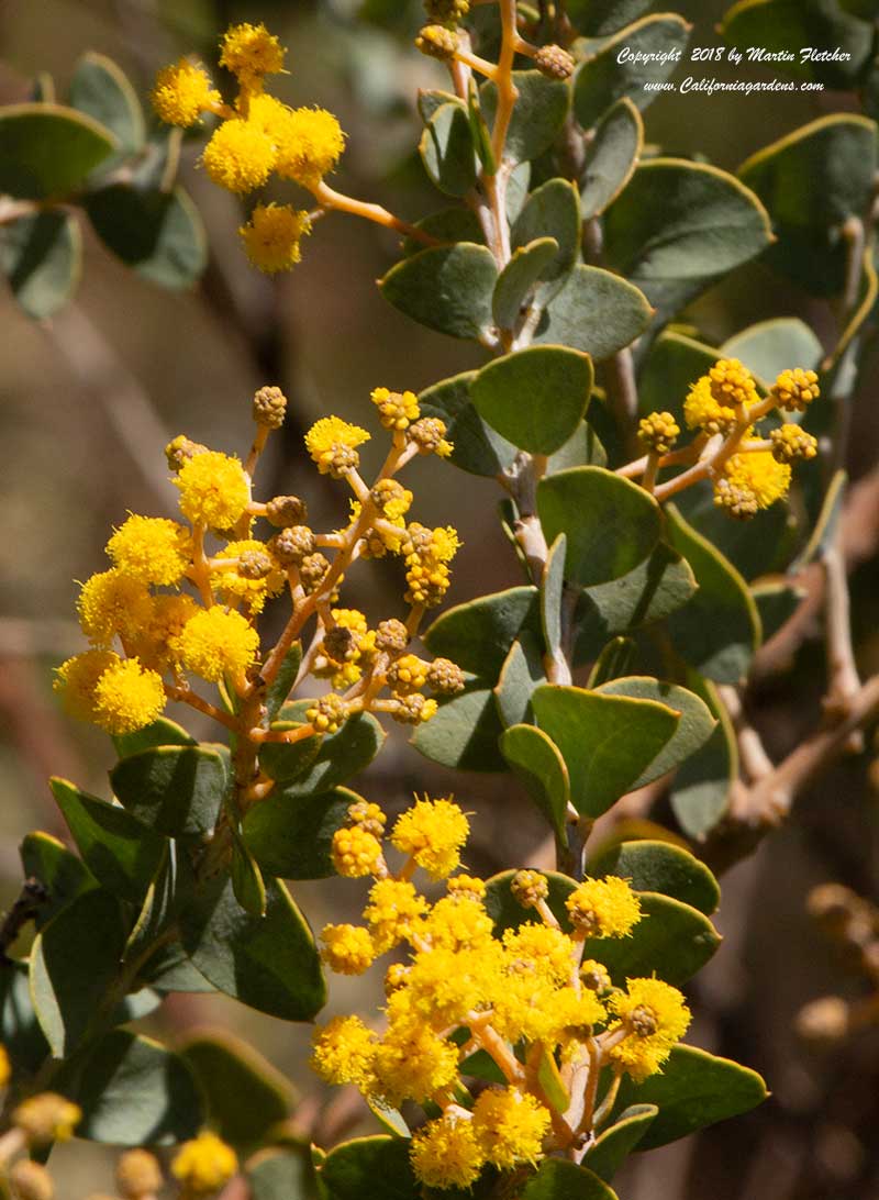 Acacia cultriformis, Knifeleaf Wattle, Knife Wattle, Dogtooth Wattle