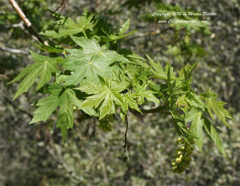 Acer macrophyllum, Bigleaf Maple