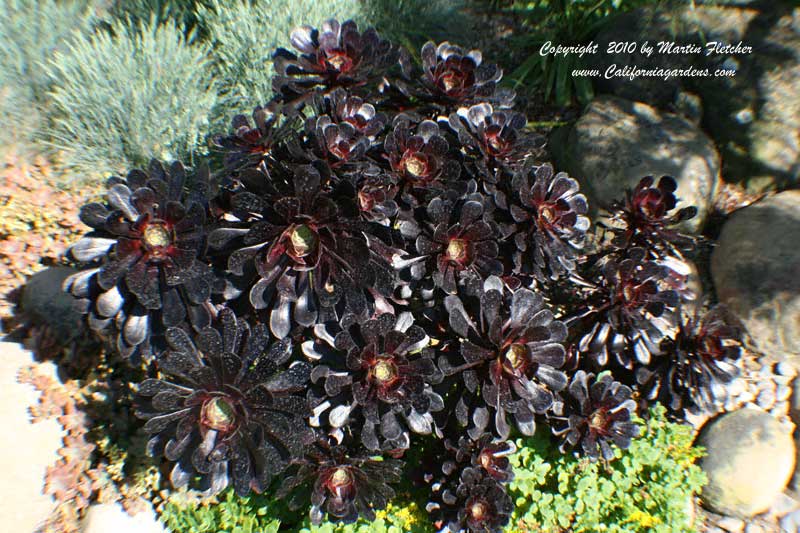 Aeonium Zwartkop, Black Rose Aeonium