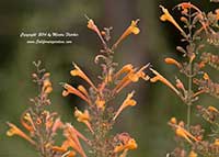 Agastache aurantiaca Apricot Sprite, Apricot Sprite Hummingbird Mint