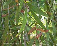 Peppermint Tree, Agonis flexuosa