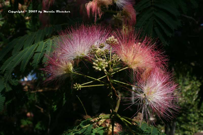 Albizia julibrissin, Silk Tree, Mimosa