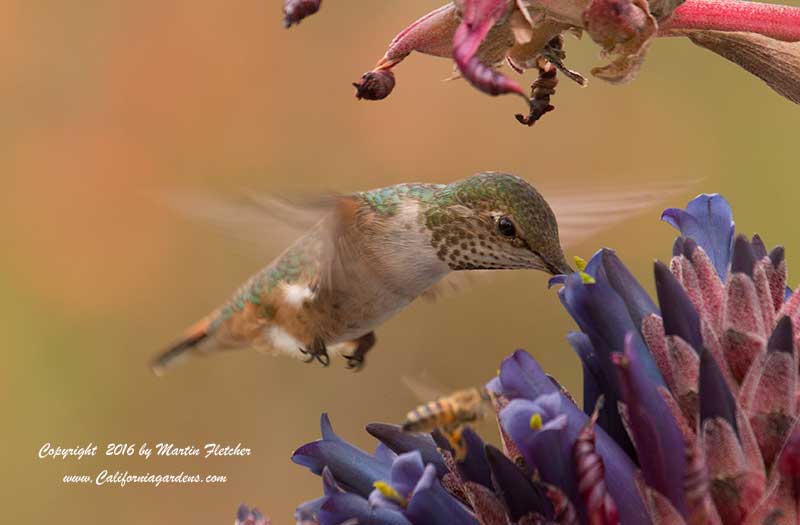 Allens Hummingbird, Puya venusta