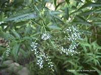 Aloysia triphylla, Lemon Verbena