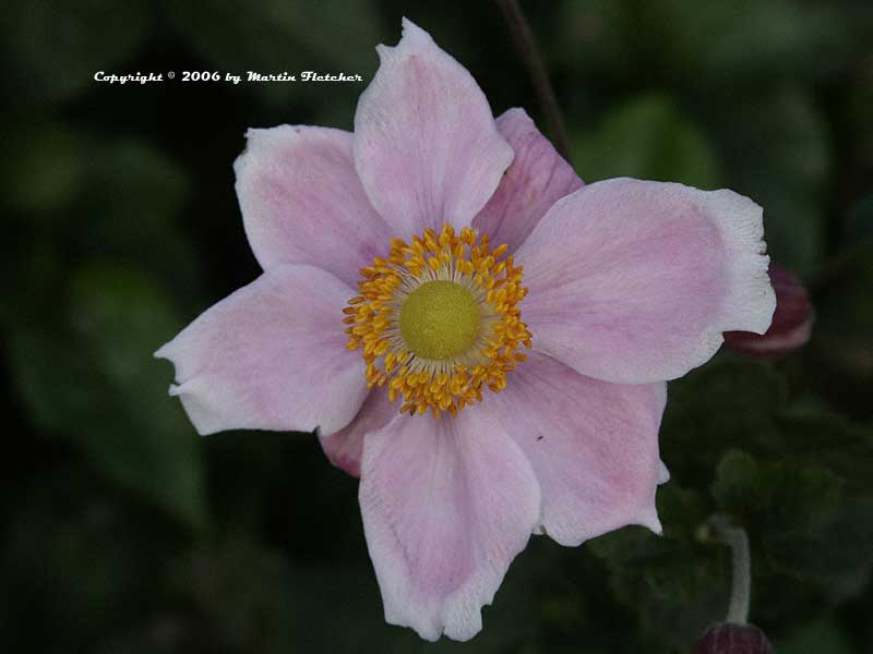 Japanese Anemone Alice, Semidouble Pink Windflower