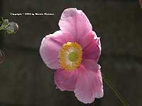 Anemone September Charm, Single Pink Japanese Anemone