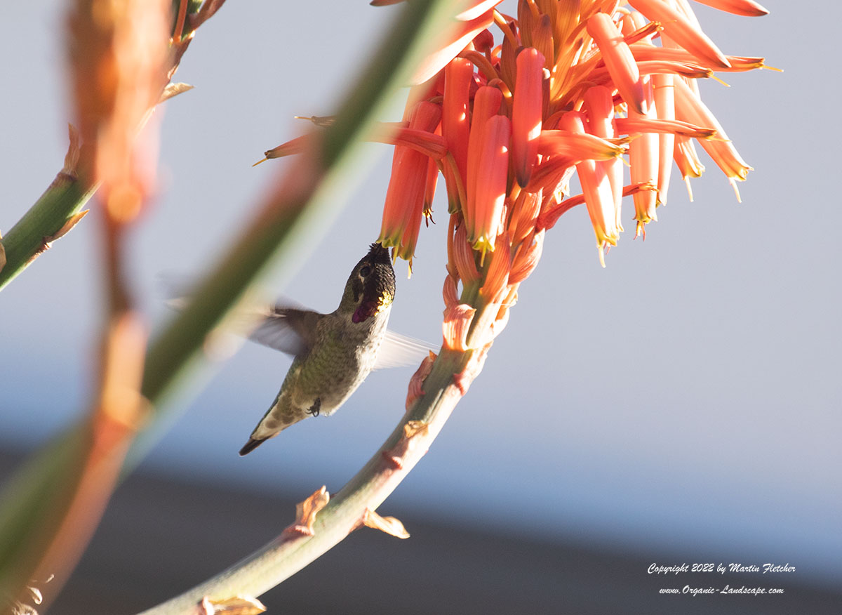 Anna's Hummingbird, Aloe arborescens