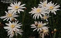 Argyranthemum frutescens Silver Lady, Silver Lady Marguerite, Silver Lady Paris Daisy