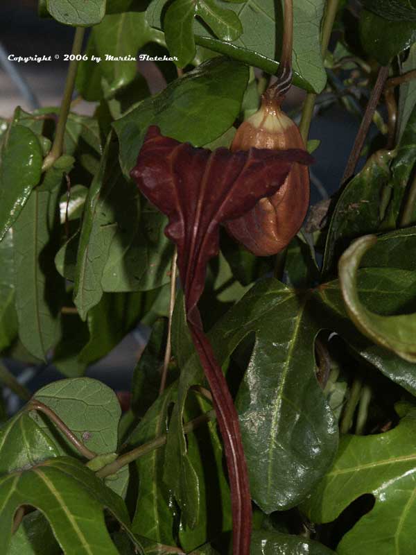 Aristolochia macroura