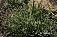 Arrhenatherum bulbosum, Bulbous Oat Grass