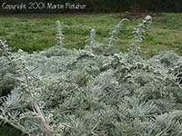 Artemisia pycnocephala David's Choice, Sandhill Sage