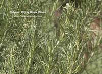 Artemisia californica, California Sagebrush