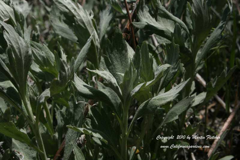 Artemisia douglasiana, California Mugwort