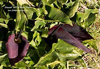 Arum palaestinum, Black Calla Lily, Solomon's Lily, Palestine Lily