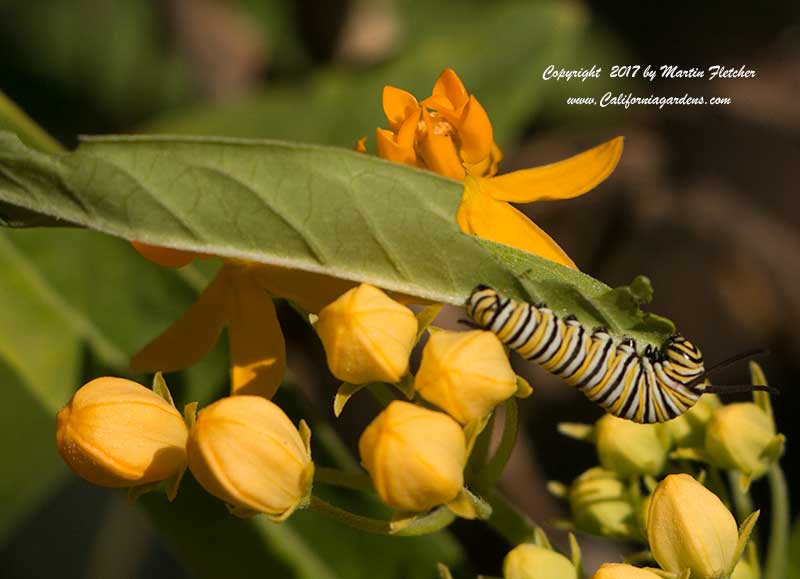 Asclepias curassavica Silky Gold with Monarch Caterpillar