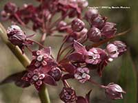 Asclepias cordifolia, Purple Milkweed
