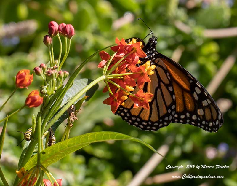 Asclepias curassavica with Monarch and Caterpillar, Tropical Milkweed, Bloodweed