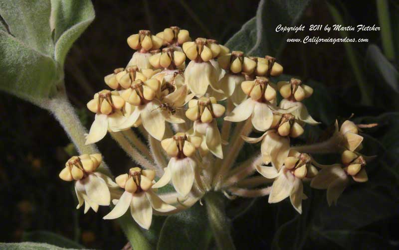 Asclepias eriocarpa, Woollypod Milkweed