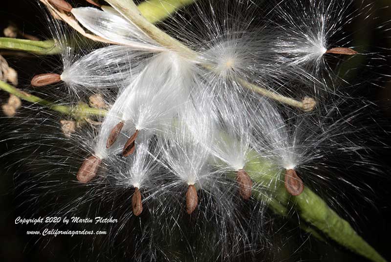 Asclepias fascicularis seeds, Narrow Leafed Milkweed