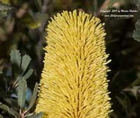 Banksia praemorsa, Cut Leaf Banksia