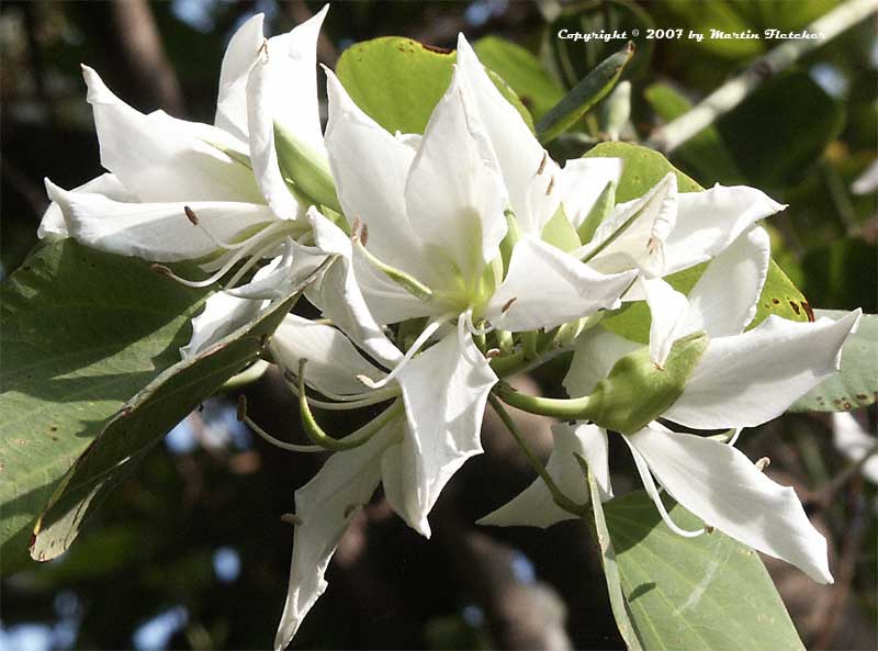 Bauhinia variegata candida, Buddhist Bauhinia, White Orchid Tree