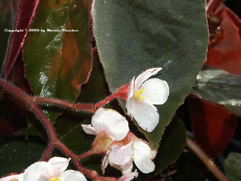 Begonia Ramirez