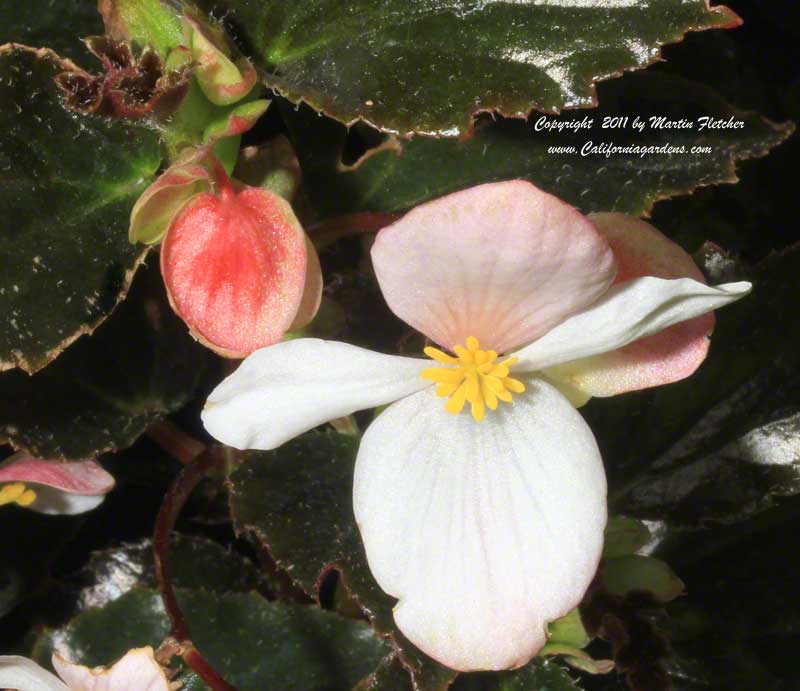 Begonia acutifolia, White Begonia Richmondensis