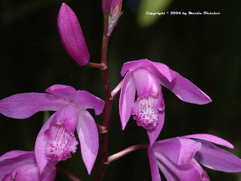 Bletilla striata, Chinese Ground Orchid