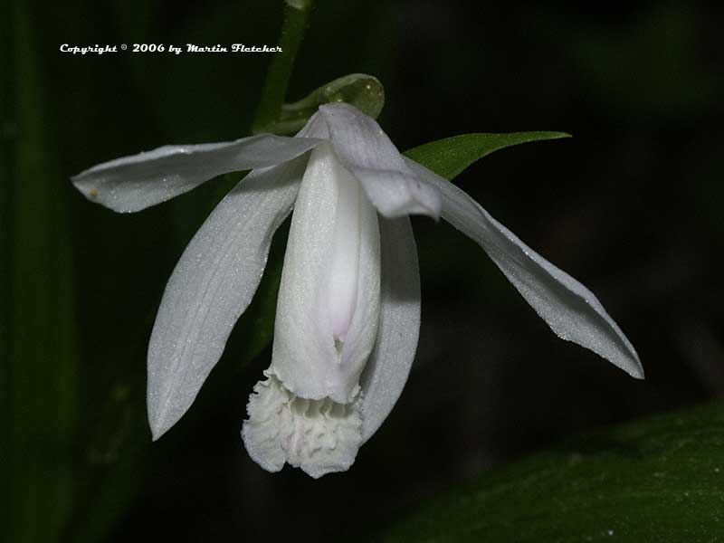 Bletilla striata alba, White Chinese Ground Orchid
