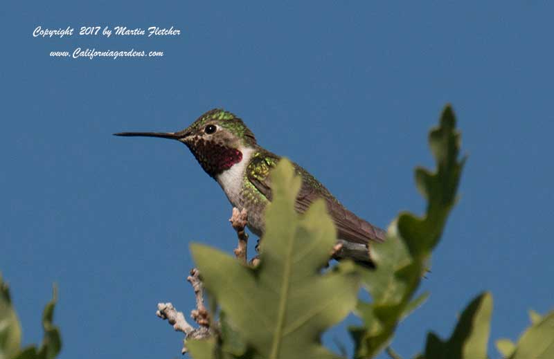 Broad Tailed Hummingbird Garden