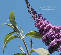 Buddleia Pink Delight, Pink Delight Butterfly Bush