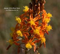 Bulbine Hallmark, Orange Flowered Bulbine