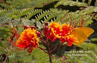 Caesalpinia pulcherrima, Red Bird of Paradise, Poinciana