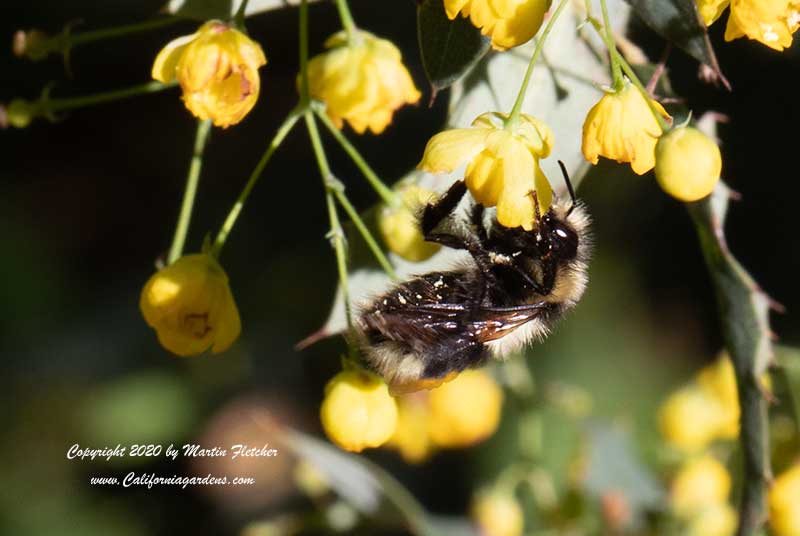 California Bumblebee, Buzz Pollenation