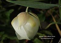 Calochortus albus, Fairy Lily