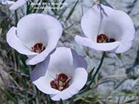 Calochortus catalinae, Catalina Mariposa Lily