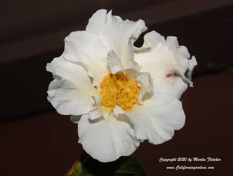 Camellia sasanqua alba