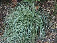 Carex morrowii, Variegated Sedge