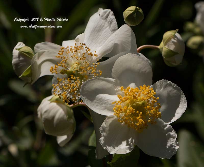 Carpenteria californica, California Anemone
